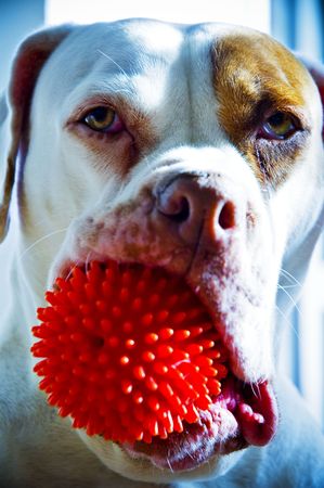   American Bulldogの写真素材