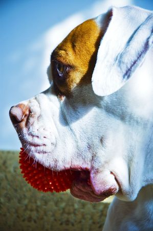  American Bulldogの写真素材