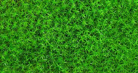 forest plantsの写真素材