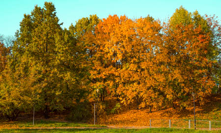 the colors of the leaves on the trees in fall