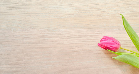 background with natural tulips with a place for an inscriptionの写真素材