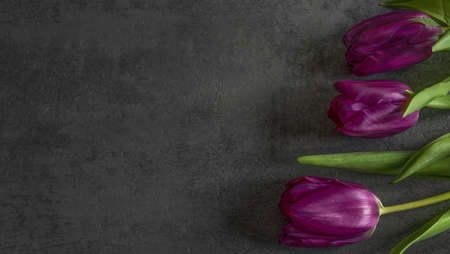 natural purple tulips with green leaves on gray background with space for text
