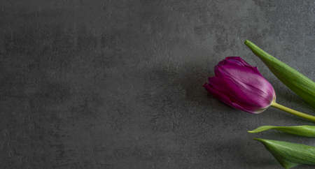 natural purple tulip with green leaves on gray background with space for textの写真素材