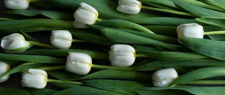 a composition of white tulips and green leaves