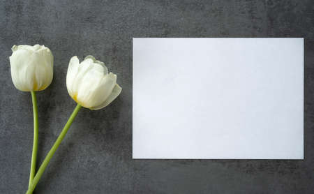 a white rectangular invitation on a gray background with an interesting structure and two white tulipsの写真素材