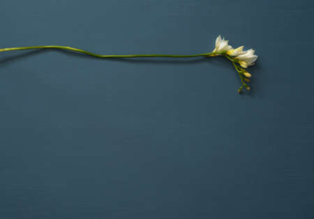 blue-gray background painted with acrylic paint with a beautiful structure made of cotton, used by painters. natural decoration of freesia. Empty space for text, web banner, invitation.の写真素材