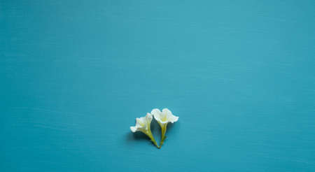 turquoise background painted with acrylic paint on canvas with nice texture with space for text, natural floral decorationの写真素材