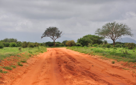 Tsavo East National Park Kenya - December 2013 "Tsavo East National Park"のeditorial素材