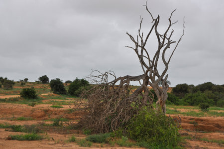 Tsavo East National Park Kenya - December 2013 "Tsavo East National Park"のeditorial素材