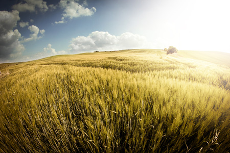 Barley field at sunsetの写真素材