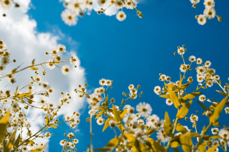 Looking upの写真素材