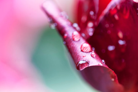 Macro of a rain drop on a tulip. Shallow depth of field.の写真素材