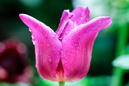 A tulip just after a rainの写真素材