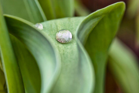 A water drop on a tulip\'s leaf.の写真素材