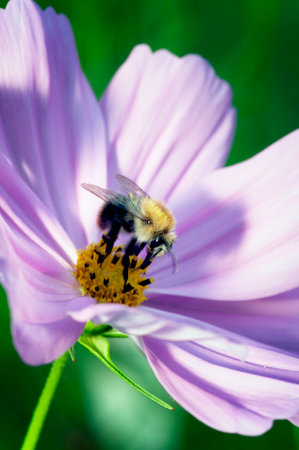 Honey Bee gathering pollen.の写真素材