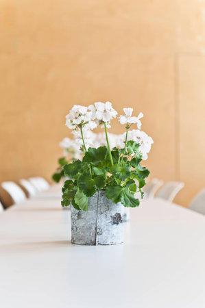 White Geranium on a tableの写真素材