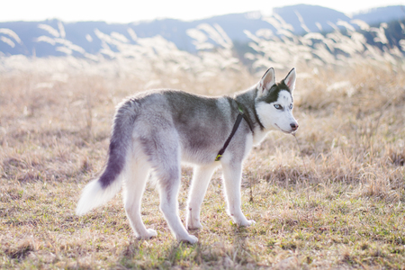 Dog Husky waiting and watching. Taken outdoor in the nature, with nature light.の写真素材