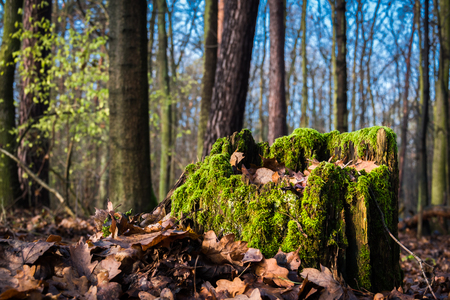 Foggy Autumn Landscape - Forests, Fields and Sunの写真素材