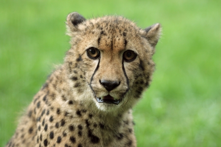 Close-up of a beautiful Cheetah.