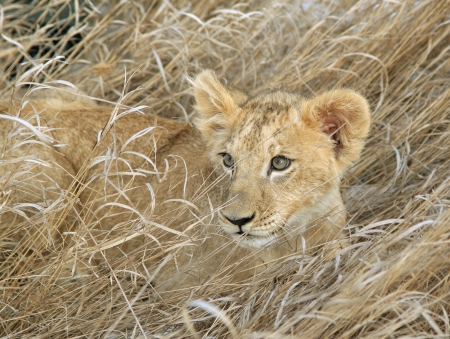 Lion cub laying in grassの写真素材