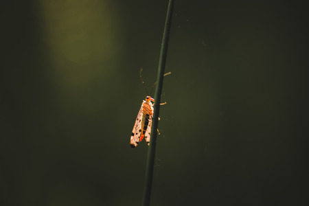 abstract nature detail insects