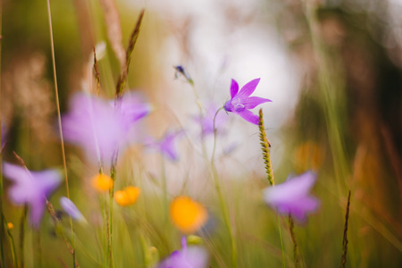 Abstract nature flowersの写真素材