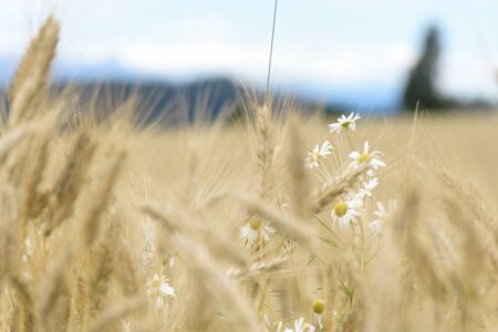 Daisies in the cornfieldの写真素材