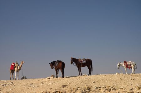 Resting camels and horses, Egyptの写真素材