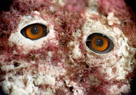 Monster.の写真素材