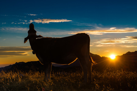 Cow at sunset look up in the skyの写真素材
