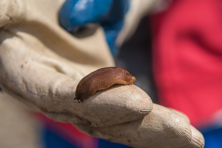 snail on a child's handの写真素材