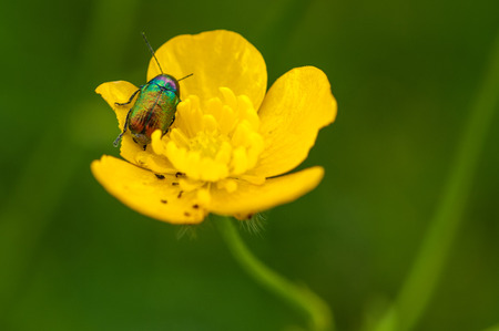 particular of a yellow flower with insectの写真素材