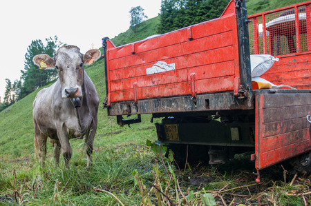 cow in the farmの写真素材