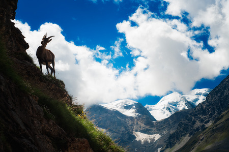 ibex at high altitudeの写真素材