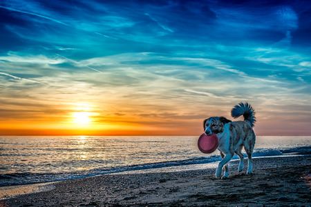 Dog at the beach during sunset