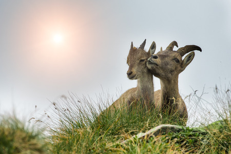 Ibex adult and small ibex on italian Alpsの写真素材
