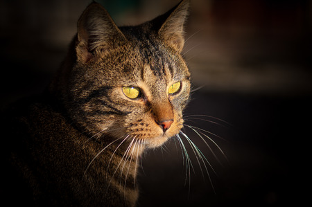 brown and black cat with green eyesの写真素材