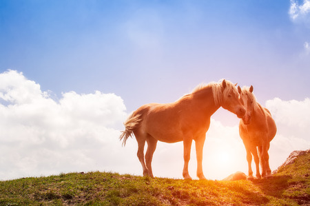 horses rest during the sunset in the mountainの写真素材