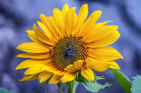 sunflower with violet backgroundの写真素材