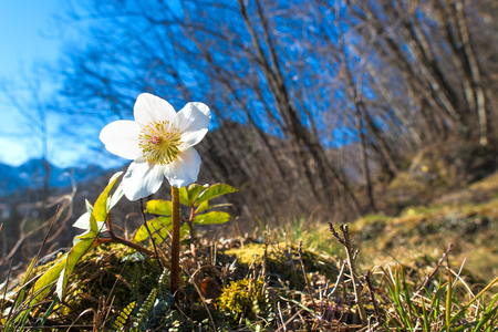 Snowdrops in the meadowの写真素材