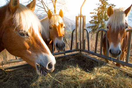 Horses eat grass from the mangerの写真素材