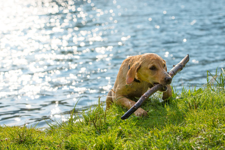 Labrador retriever out of the water with stick in mouthの写真素材
