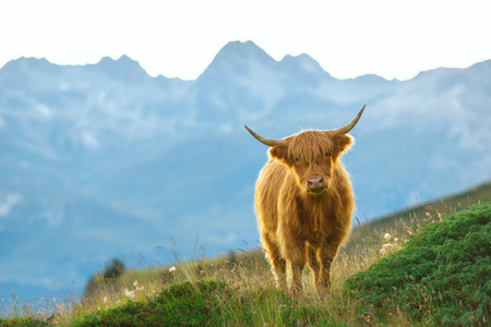Highlander - Scottish cow On the Swiss Alpsの写真素材