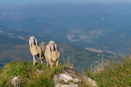 Two sheep in the mountains above the valleyの写真素材
