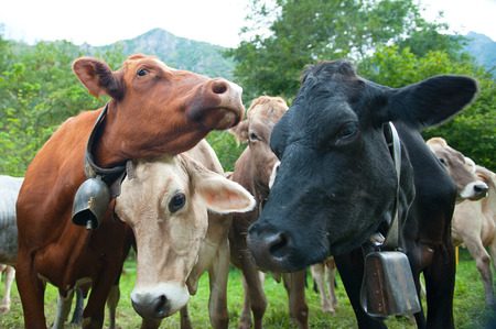 Cows rub one above the other in the meadow