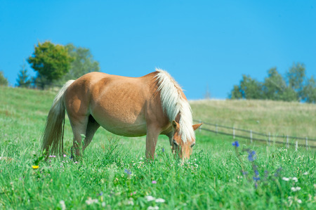 Horse eating in a green lawnの写真素材