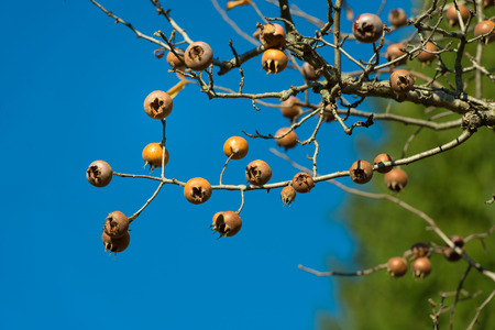 Loquats northern Italy on plant
