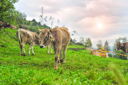 some cows in the mountain during the sunset