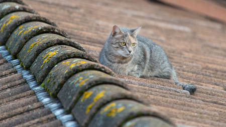 Cat on roofs with tilesの写真素材