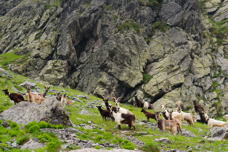 Wild goats grazing in the mountainsの写真素材